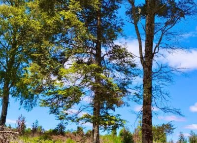 WhatsApp Image 2026-02-13 at 11.31.30 AM (2)