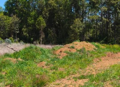 WhatsApp Image 2026-02-13 at 11.31.30 AM (3)